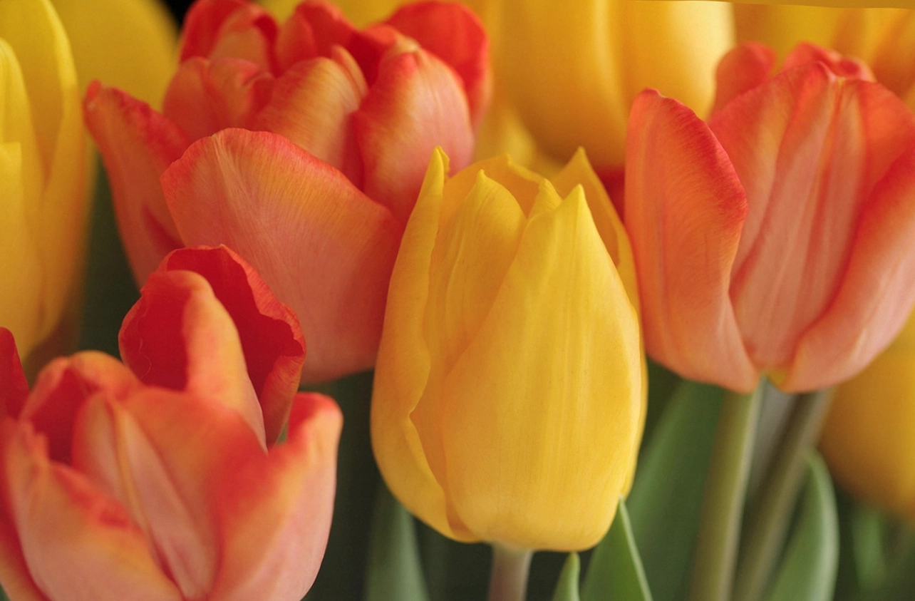 Portrait of Marcus, an office manager in South Yarra